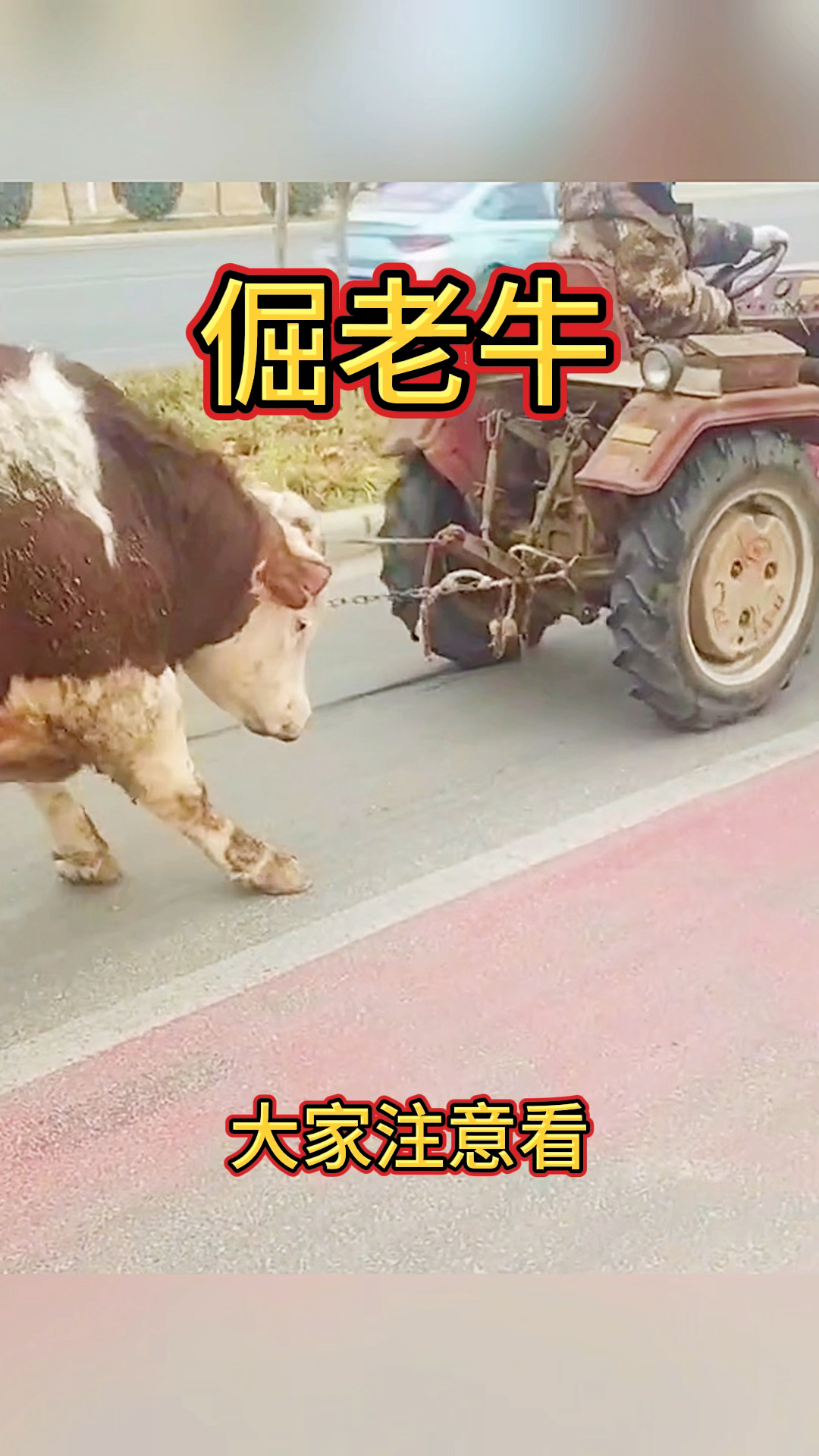 小牛顽强反击，逆袭击败对手